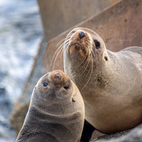 WILDLIFE