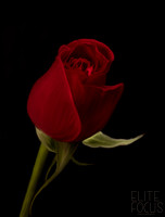 Roses 2-4129