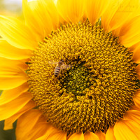 Sunflower and Bee