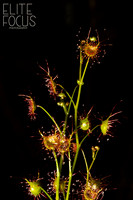 Wild Flower