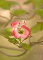 Dogwood