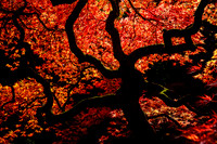Japanese Maple