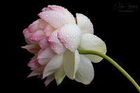 Lotus Flower