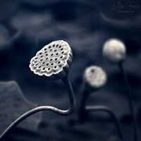 Lotus Pods