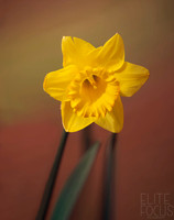 Daffoldil