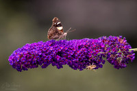 Butterfly and Bee