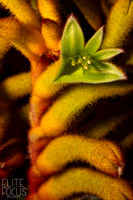 Kangaroo Paw