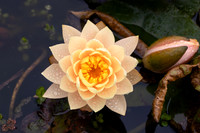 Water Lily