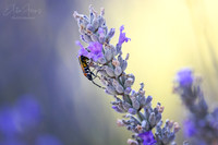 Hump Bug on Lavender