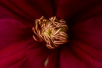 Camelia