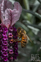 Lavender Bee
