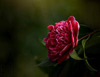 Camelia