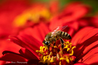 Bee