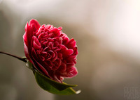 Camelia
