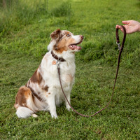 Leaf and Leash
