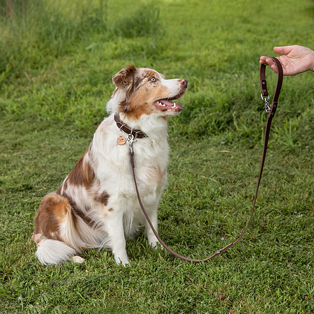 Leaf and Leash