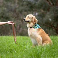Leaf and Leash