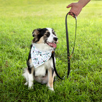 Leaf and Leash