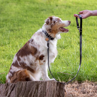 Leaf and Leash