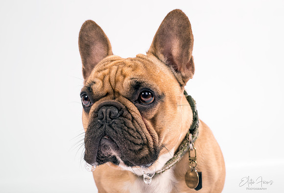 Coby French Bulldog