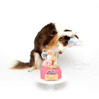 DOG CAKE SMASH