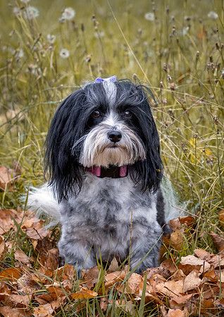 Gracie-Mei