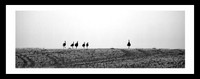 Emus on the run