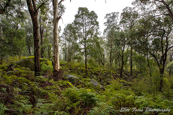 Mossy Outcrop