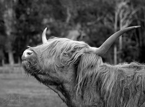 Highland Cow