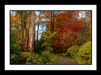 George Tindale Autumn