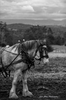 Clydesdale in action