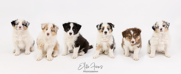 Puppies-Pano