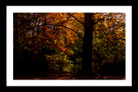 Hues of Autumn