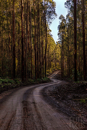 Toolangi State Forest 2