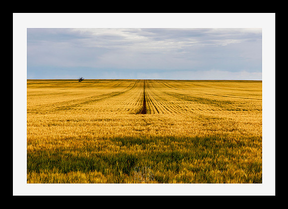 Frame Golden Wheat
