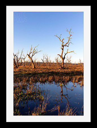 Winton Reflections