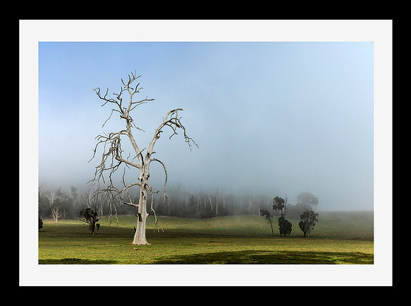 Toolangi in the mist
