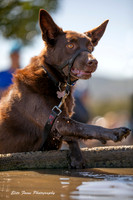 Adventure Dog