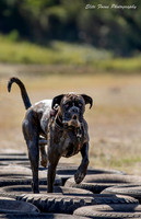 adventure dog-541