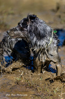 adventure dog-247