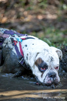 adventure dog-569