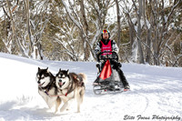Dinner Plains Sled Dog
