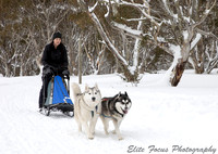 Dinner Plains Sled Dog